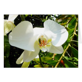 Orchid - Blanco kaart