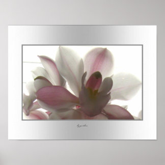 Orchid Bleek Beauty Poster