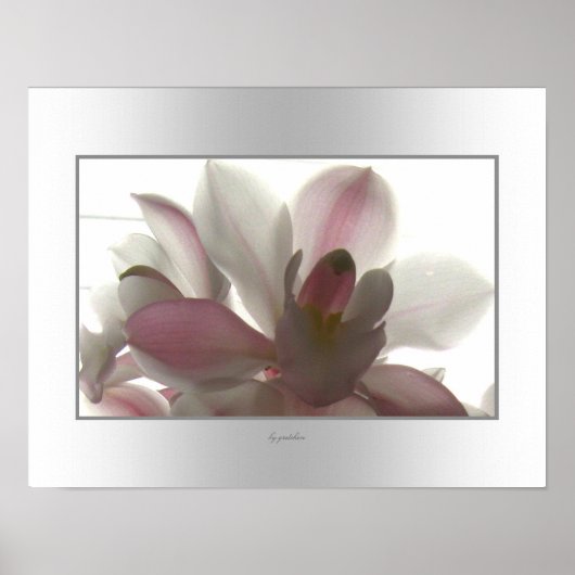 Orchid Bleek Beauty Poster (Voorkant)
