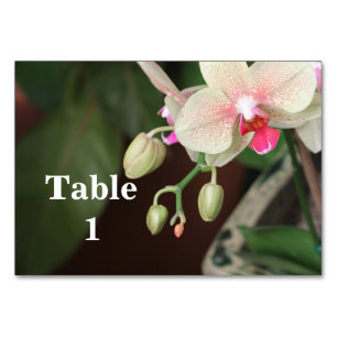 Orchid Blooms Kaart