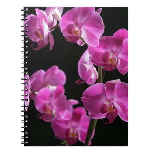 Orchid Blossom Notebook Notitieboek (Voorkant)