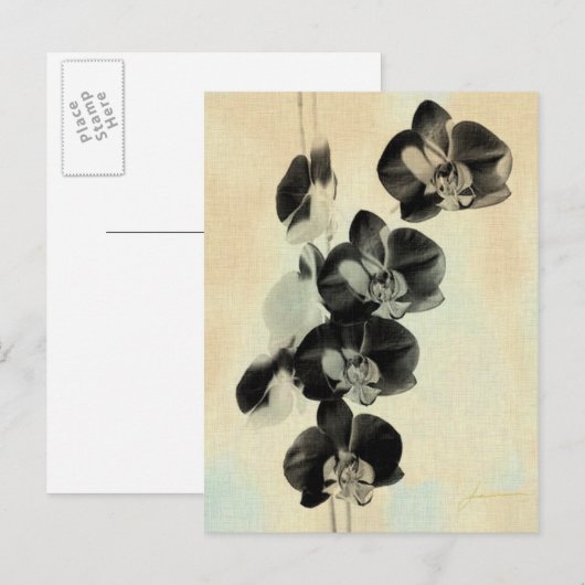Orchid Blush Panels III Briefkaart (Voorkant / Achterkant)