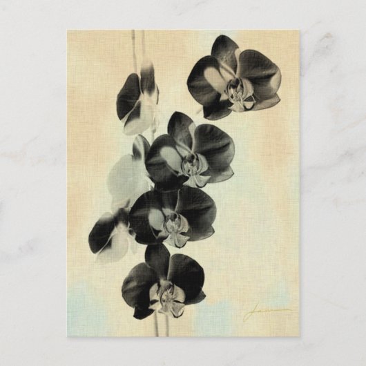 Orchid Blush Panels III Briefkaart (Voorkant)