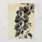 Orchid Blush Panels IV Briefkaart (Voorkant)