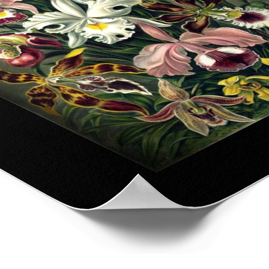 Orchid Botanical Print (Hoek)