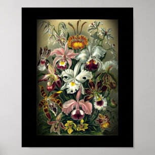 Orchid Botanical Print