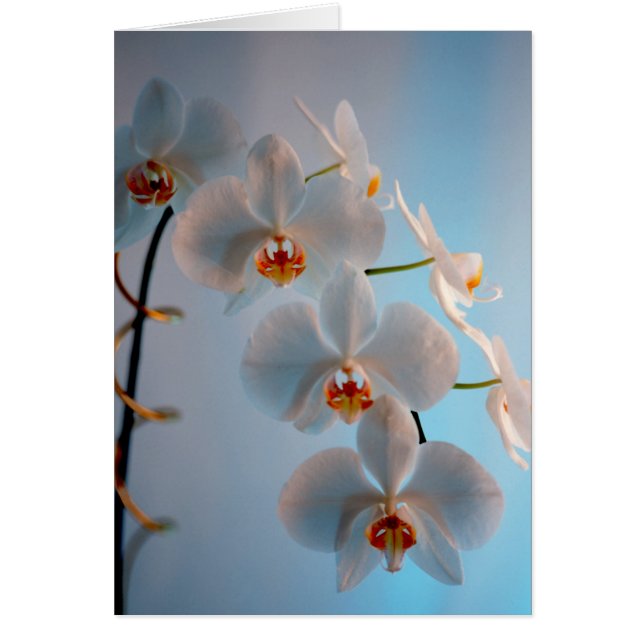 Orchid Branch (Voorkant)