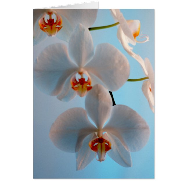 Orchid Branch (Voorkant)