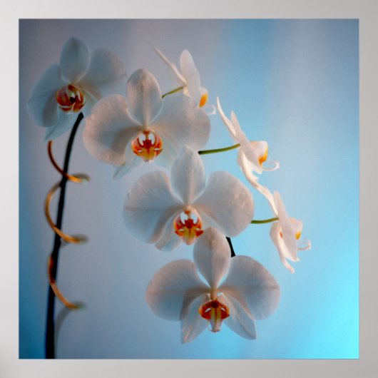 Orchid Branch Poster (Voorkant)