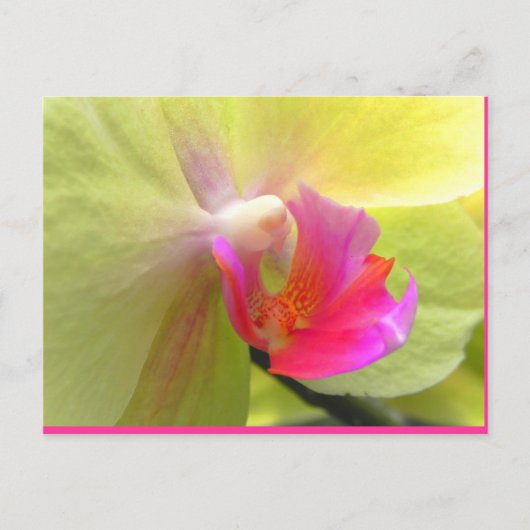Orchid Briefkaart (Voorkant)