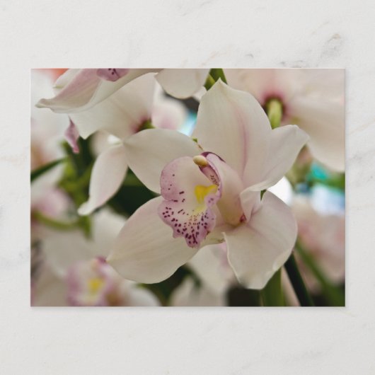 Orchid ・ Briefkaart (Voorkant)