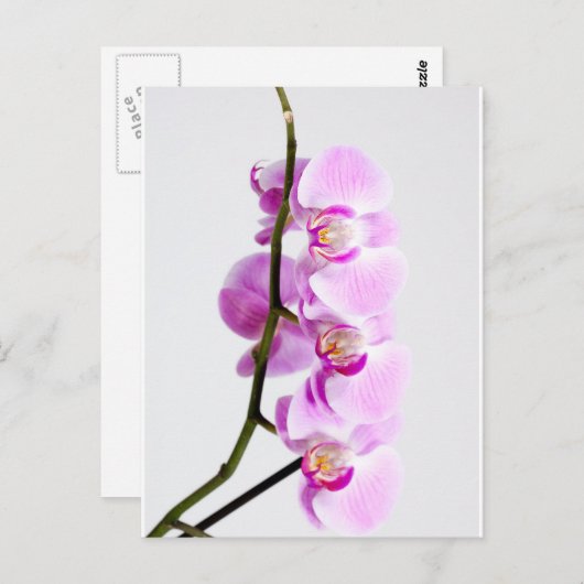 orchid briefkaart (Voorkant / Achterkant)