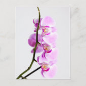 orchid briefkaart (Voorkant)