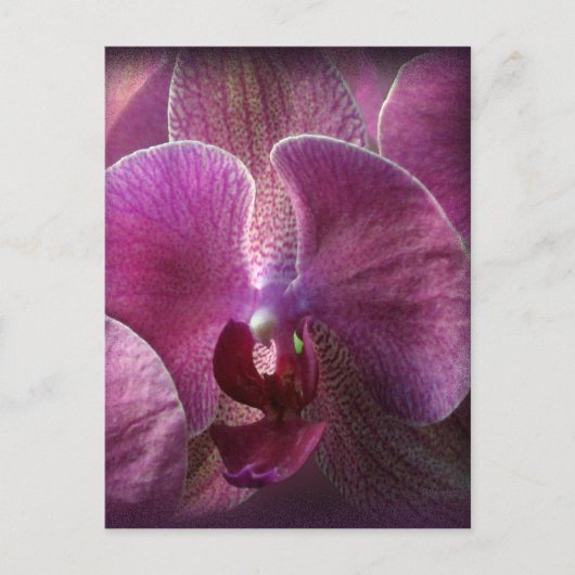 Orchid Briefkaart (Voorkant)