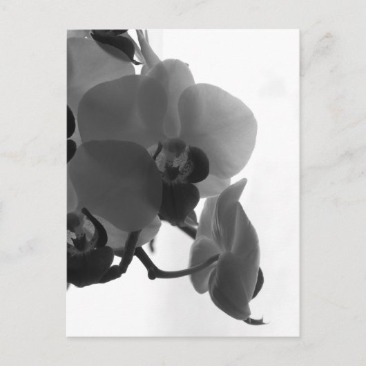 Orchid Briefkaart (Voorkant)