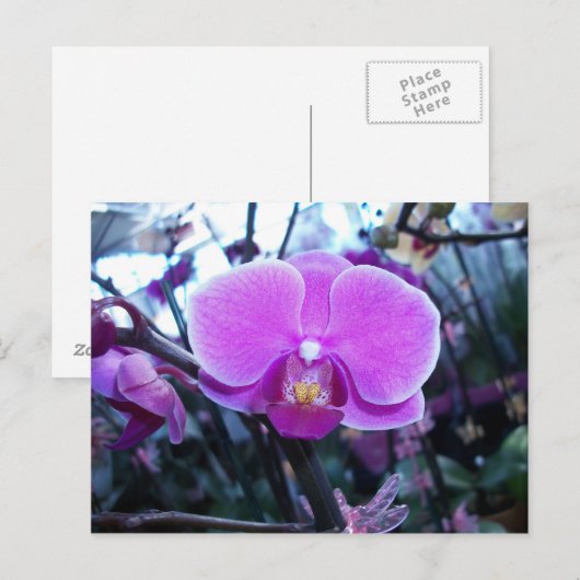 Orchid Briefkaart (Voorkant / Achterkant)