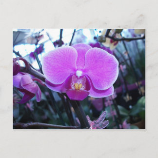 Orchid Briefkaart