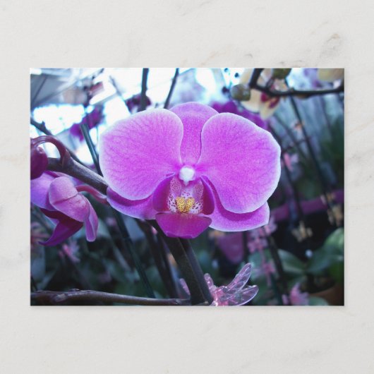 Orchid Briefkaart (Voorkant)