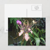 Orchid Briefkaart (Voorkant / Achterkant)