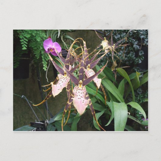 Orchid Briefkaart (Voorkant)