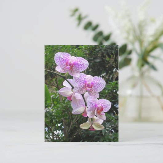 Orchid Briefkaart (Staand voorkant)