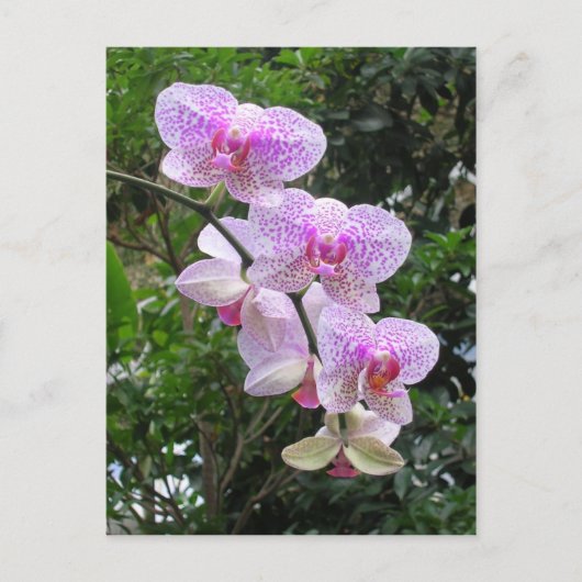 Orchid Briefkaart (Voorkant)