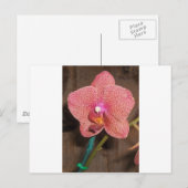 Orchid Briefkaart (Voorkant / Achterkant)