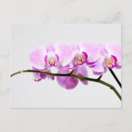 orchid briefkaart