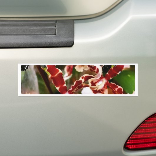 Orchid Bumpersticker (Op auto)