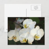 Orchid Bunch Briefkaart (Voorkant / Achterkant)
