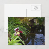 Orchid by Water Briefkaart (Voorkant / Achterkant)