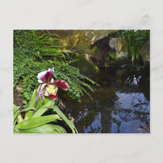 Orchid by Water Briefkaart (Voorkant)