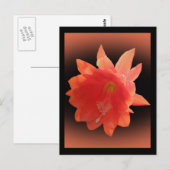 Orchid Cactus - Epiphyllum Ackermannii - Blossom Briefkaart (Voorkant / Achterkant)