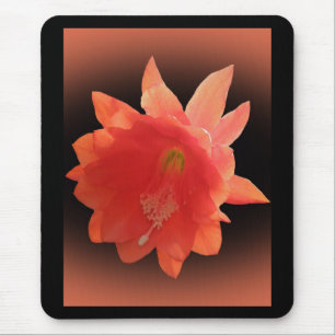 Orchid Cactus - Epiphyllum Ackermannii - Blossom Muismat