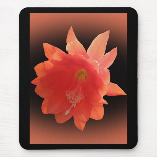 Orchid Cactus - Epiphyllum Ackermannii - Blossom Muismat (Voorkant)