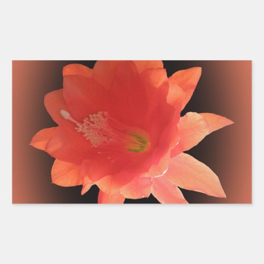 Orchid Cactus - Epiphyllum Ackermannii - Blossom Rechthoekige Sticker (Voorkant)