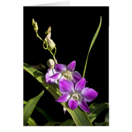 Orchid Card