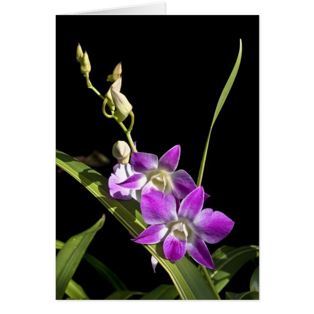 Orchid Card (Voorkant)