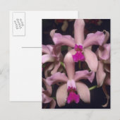 Orchid (Cattleya amethystoglossa), oostelijk Briefkaart (Voorkant / Achterkant)