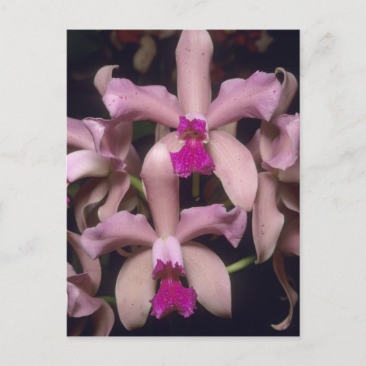 Orchid (Cattleya amethystoglossa), oostelijk Briefkaart (Voorkant)