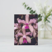 Orchid (Cattleya amethystoglossa), oostelijk Briefkaart (Staand voorkant)