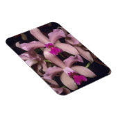 Orchid (Cattleya amethystoglossa), oostelijk Magneet (Rechterzijde)