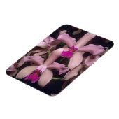 Orchid (Cattleya amethystoglossa), oostelijk Magneet (Linkerzijde)