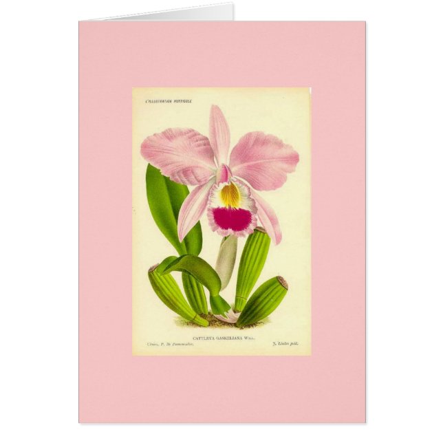 Orchid - Cattleya Gaskeliana (Voorkant)