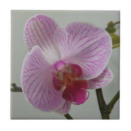Orchid Ceramic Tile Tegeltje