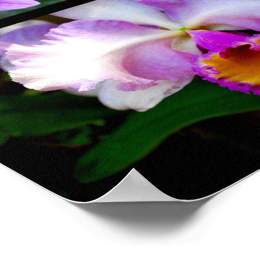 Orchid Collage Poster (Hoek)