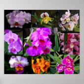 Orchid Collage Poster (Voorkant)