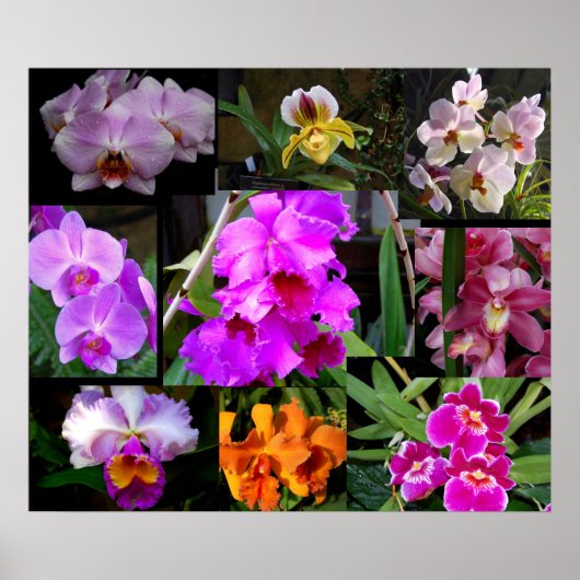 Orchid Collage Poster (Voorkant)