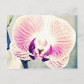 Orchid Colors Briefkaart (Voorkant)