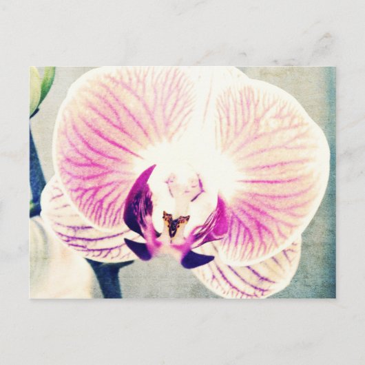 Orchid Colors Briefkaart (Voorkant)